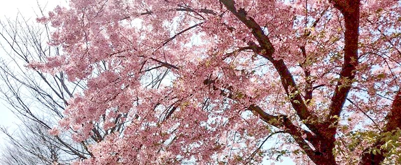 原因と危険因子